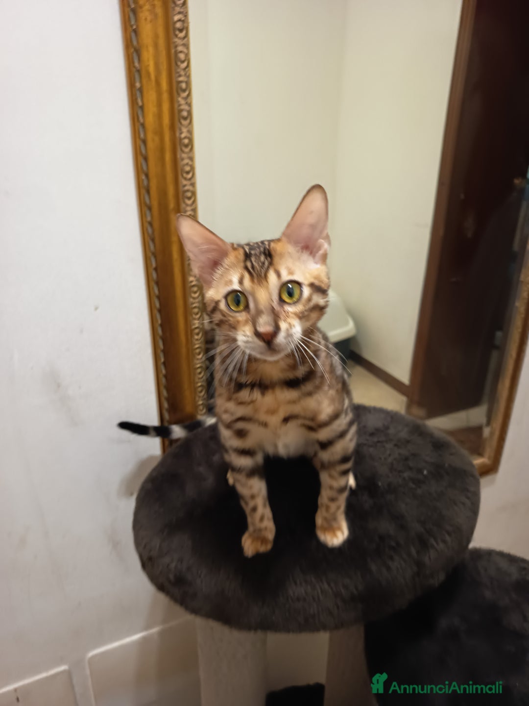 Bengala gatti in vendita: meraviglioso maschietto Bengala  - Annuncio 8