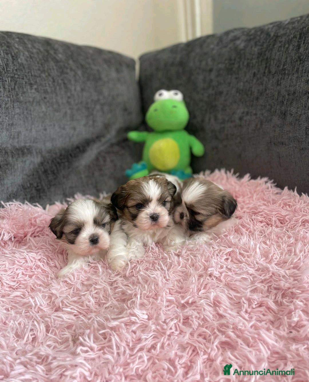 Shih Tzu cani in vendita: Cuccioli di Shih Tzu Imperiale a Città metropolitana di Milano - Annuncio 15