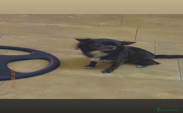 Chihuahua cani a Provincia di Foggia - Annuncio 16
