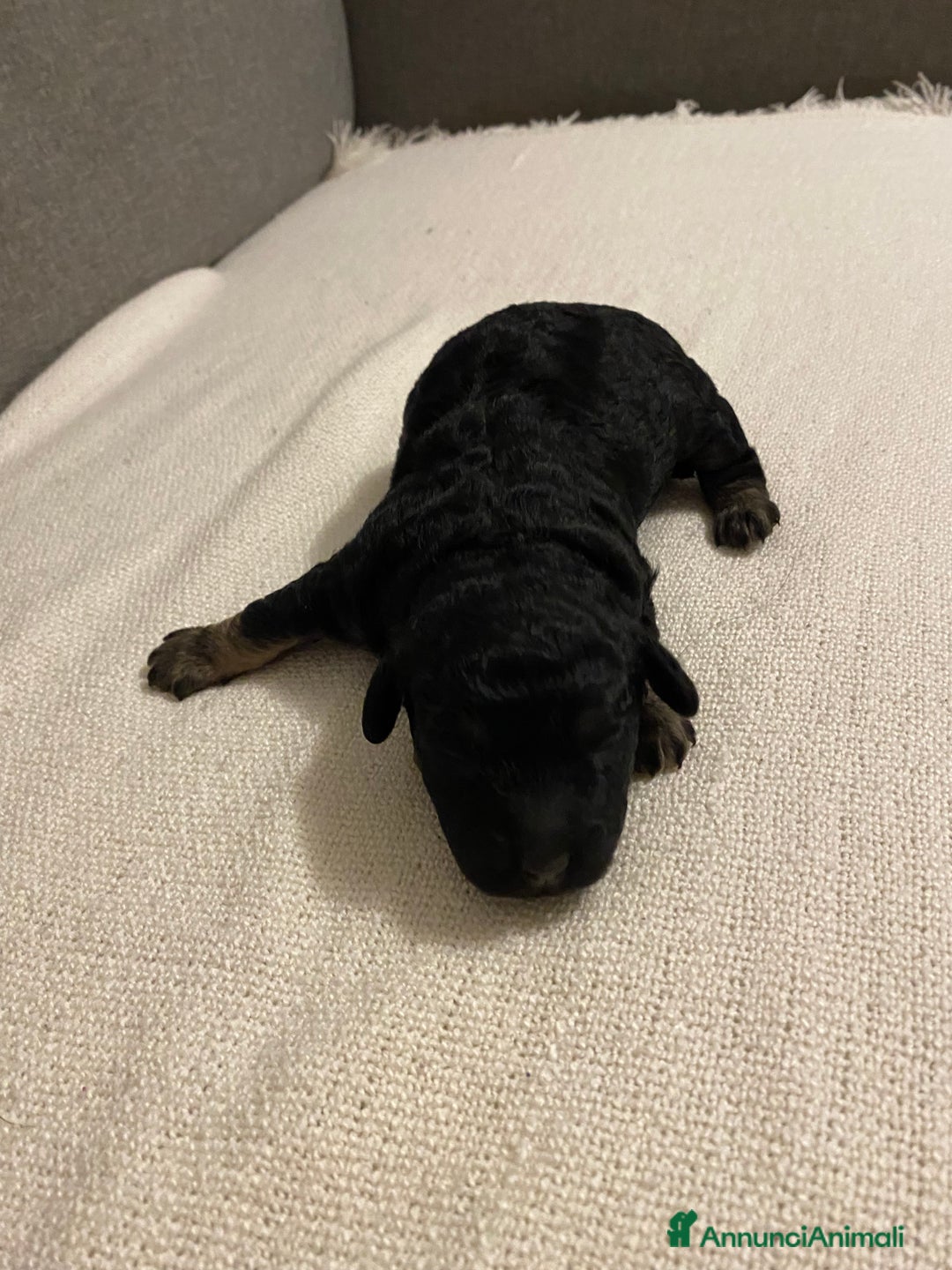 Barboncino cani in vendita: Cuccioli di barboncino  - Annuncio 6