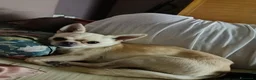 Chihuahua cani per accoppiamento: chiuahua  - Annuncio 2