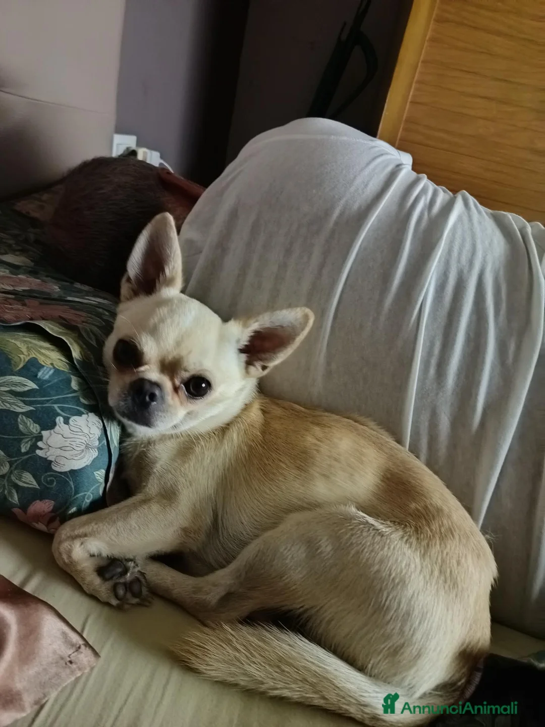 Chihuahua cani per accoppiamento: chiuahua  - Annuncio 2