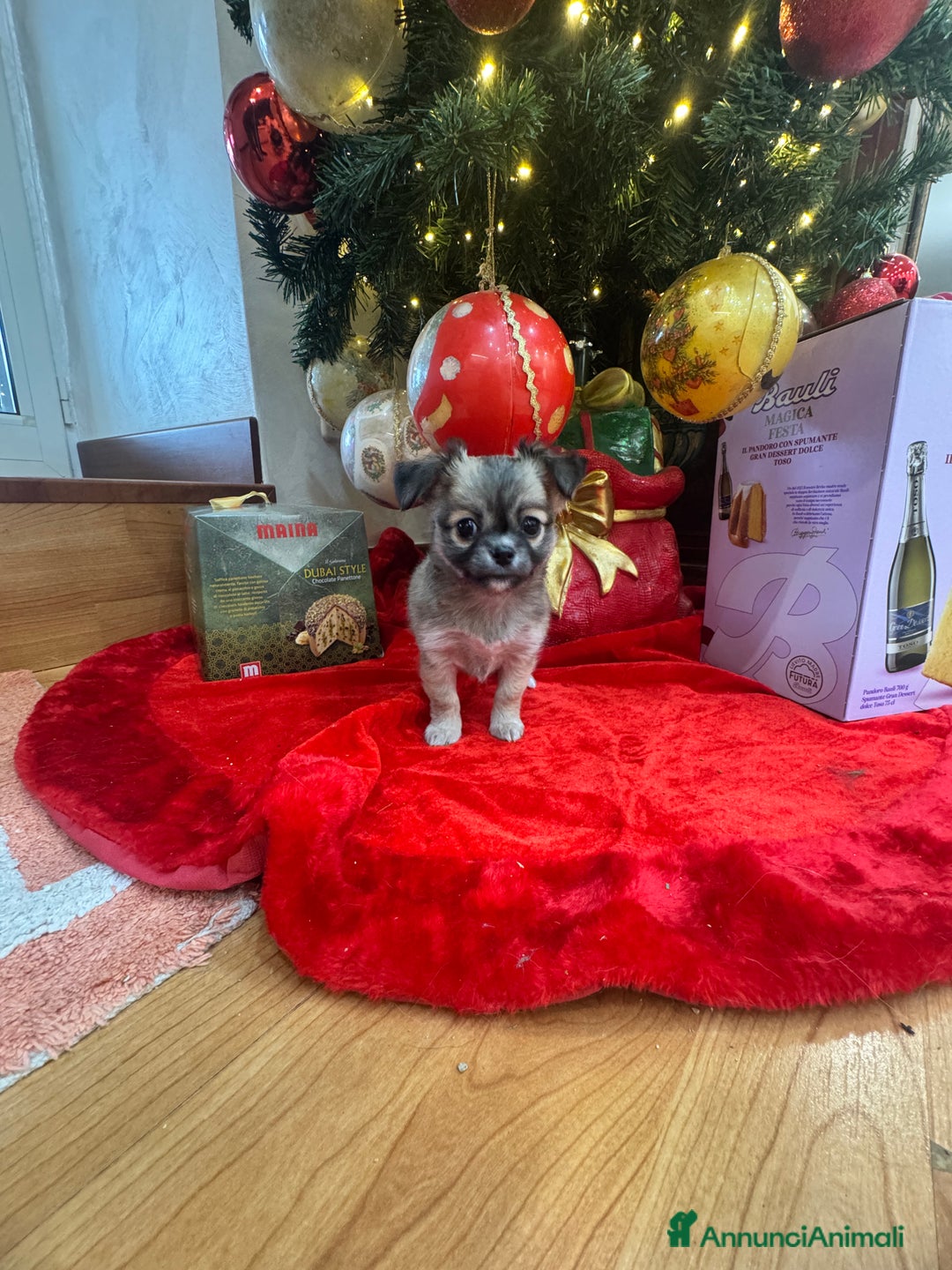 Chihuahua cani in vendita: Cuccioli chihuahua pelo lungo - Annuncio 6