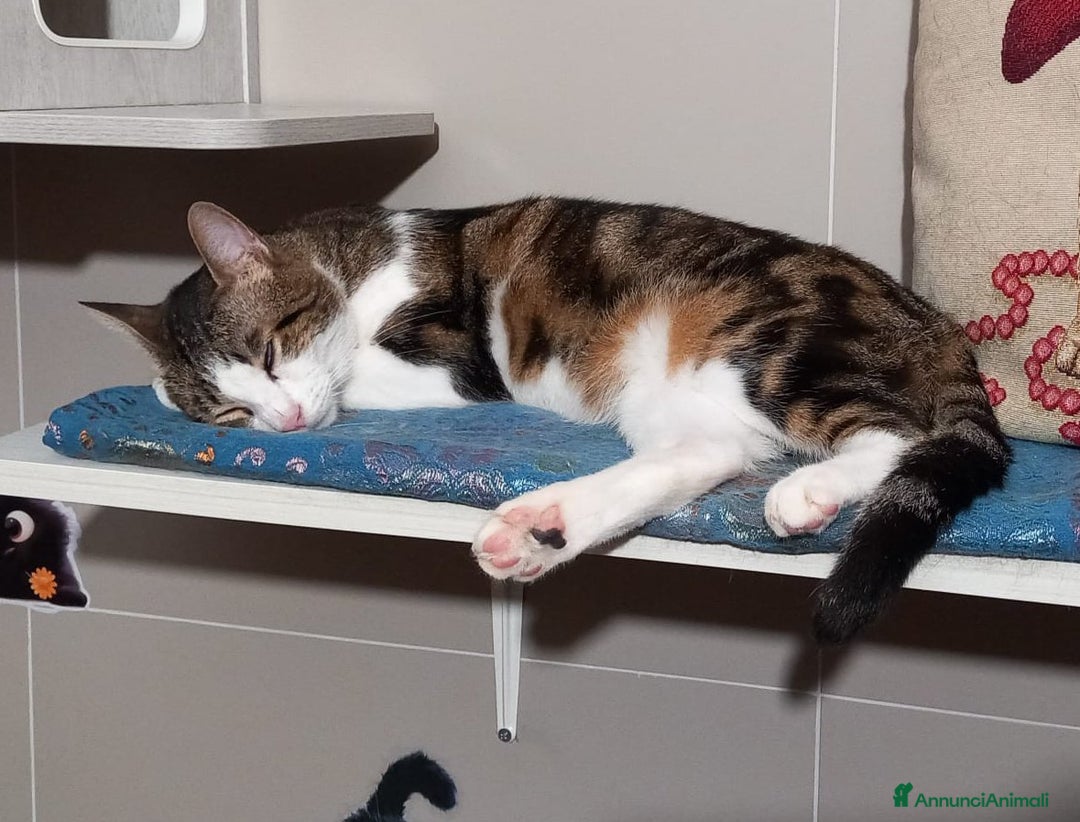 Europeo gatti in regalo: Affettuoso gattino da adottare, MICKY ! - Annuncio 4