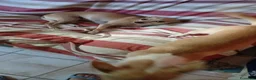 Chihuahua cani in vendita: Chihuahua dolci e buoni bellissimi - Annuncio 15