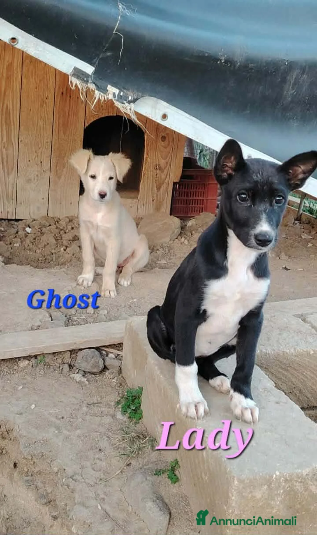 Meticcio cani in regalo: CUCCIOLI LADY E TESEO IN REGALO - Annuncio 6