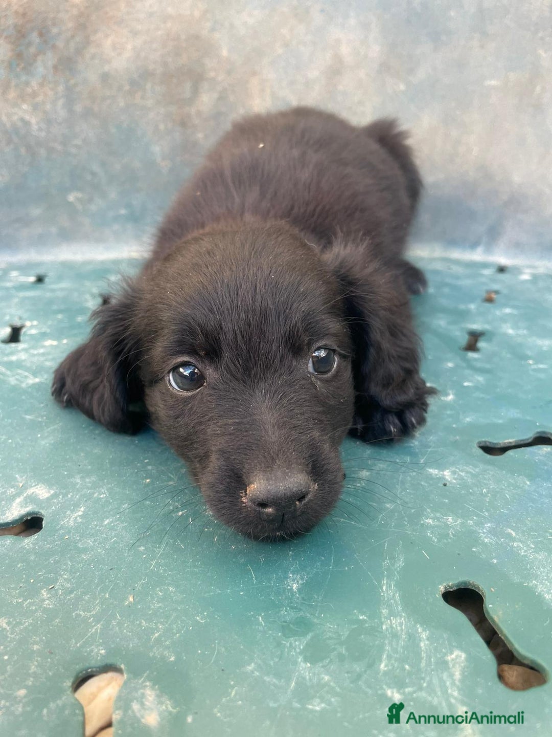 Meticcio cani in regalo: ZAFFIRO SMERALDO DIAMANTE - Annuncio 7