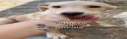 Meticcio cani in regalo: CUCCIOLI BISOGNOSI: URGENTI ADOZIONI  a Città Metropolitana di Torino - Annuncio 9