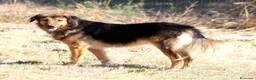 Meticcio cani in regalo: Enza in adozione - Annuncio 7