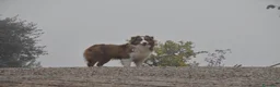 Australian Shepherd cani in vendita: Australian Shepherd pedigree ENCI - Annuncio 8
