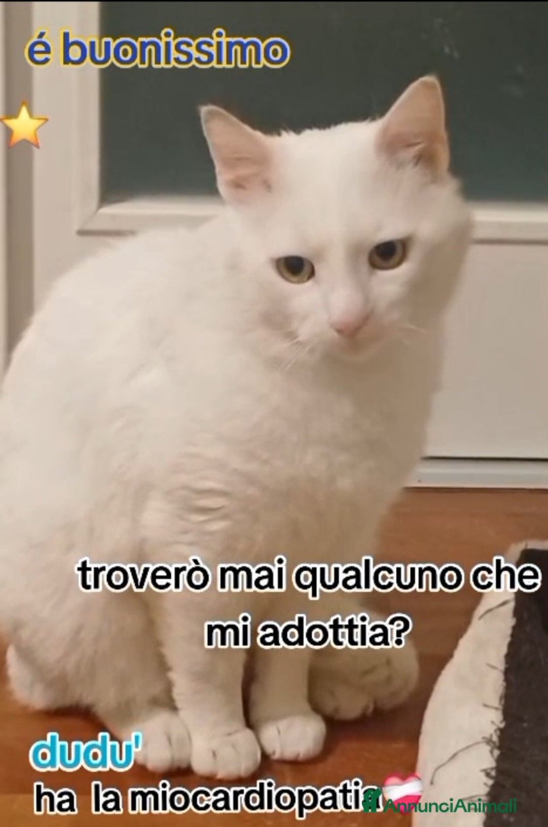 Europeo gatti in regalo: Dudu micio bianco 2anni ADOZIONE DEL CUORE.ROMA a Città metropolitana di Milano - Annuncio 4