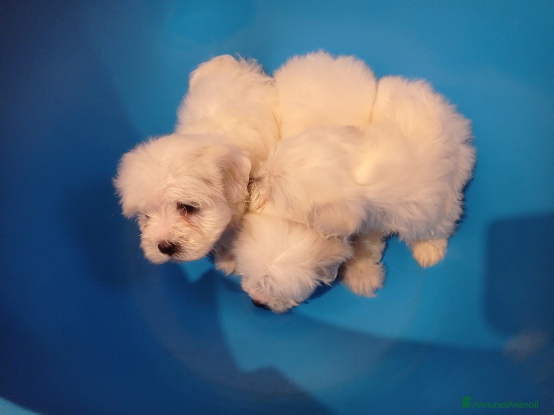 Maltese cani in vendita: Maltese  - Annuncio 1