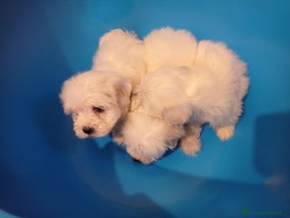 Maltese cani Maltese - Annuncio 1