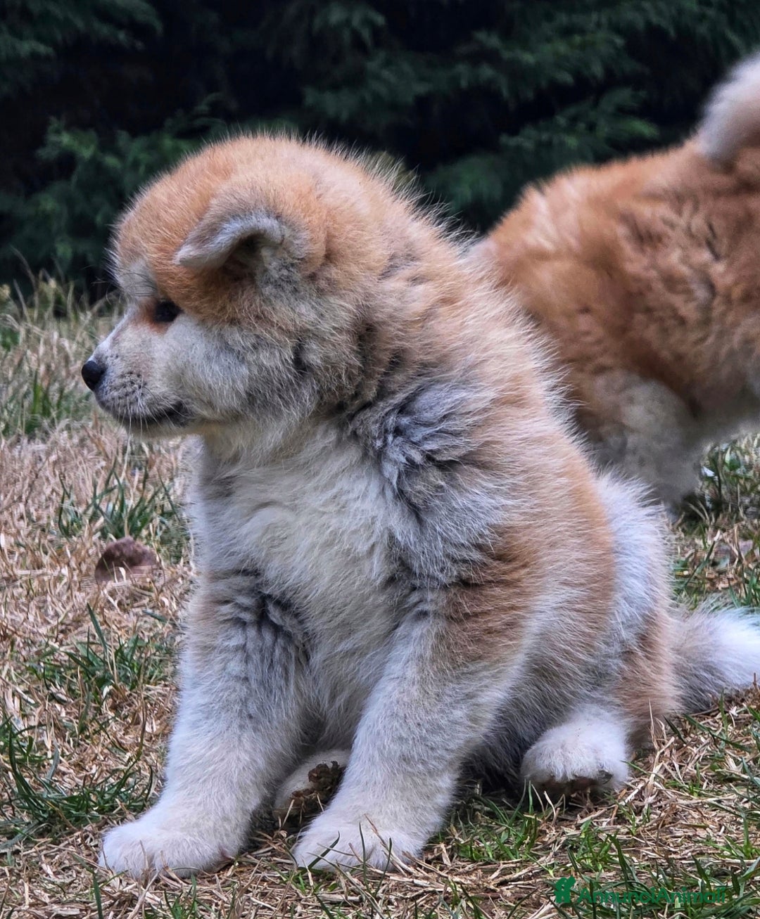 Akita Inu cani in vendita: Cuccioli Akita Inu Pedigree  - Annuncio 4