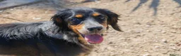 Meticcio cani in regalo: 𝗙𝗥𝗘𝗬𝗔, simil setter a Provincia di Lecce - Annuncio 14