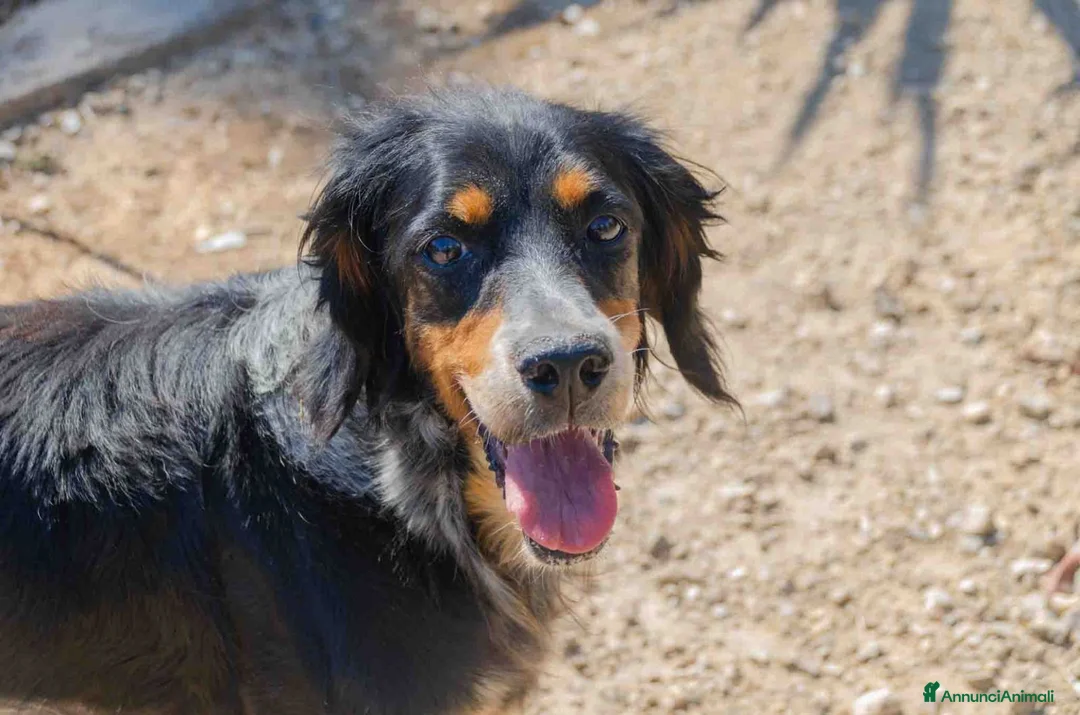 Meticcio cani in regalo: 𝗙𝗥𝗘𝗬𝗔, simil setter a Provincia di Lecce - Annuncio 14