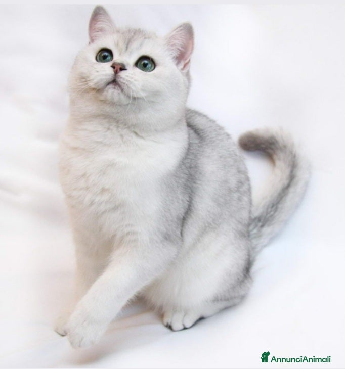 British gatti British shorthair Silver Shaded  a Provincia di Monza e della Brianza - Annuncio 2