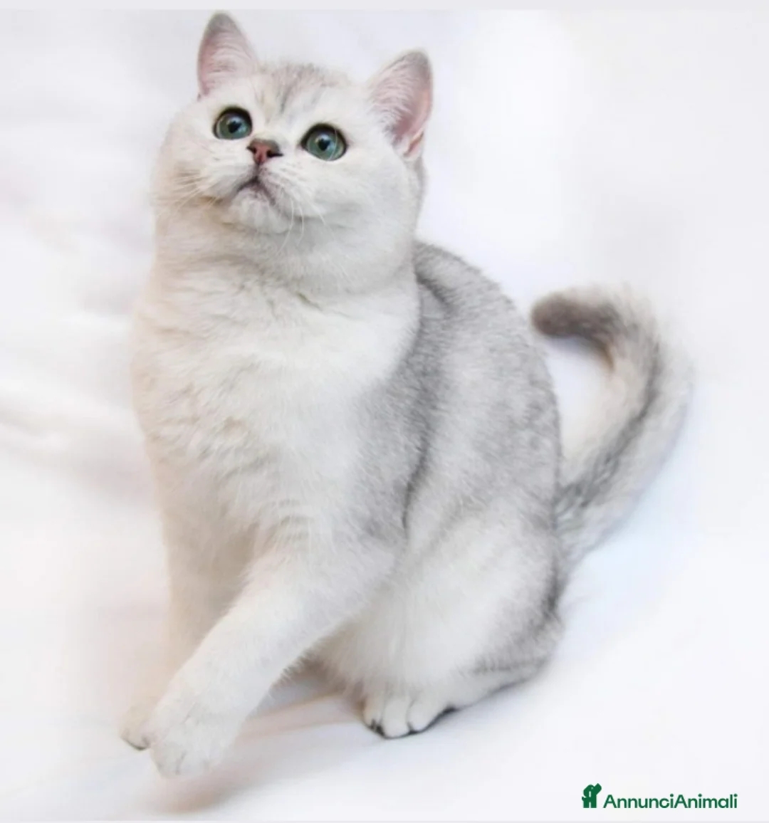 British gatti per accoppiamento: British shorthair Silver Shaded  a Provincia di Monza e della Brianza - Annuncio 2