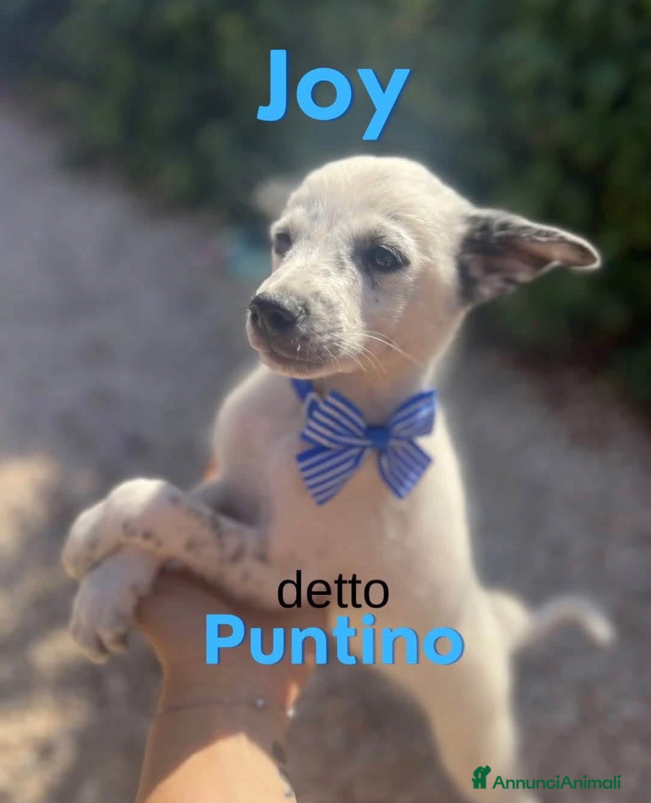 Meticcio cani Joy il cucciolo a puntini  - Annuncio 22