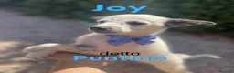 Meticcio cani in regalo: Joy il cucciolo a puntini  - Annuncio 1