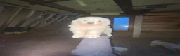 Pastore Abbruzzese Maremmano cani in vendita: Cuccioli di pastore maremmano abruzzese a Provincia di Bergamo - Annuncio 4