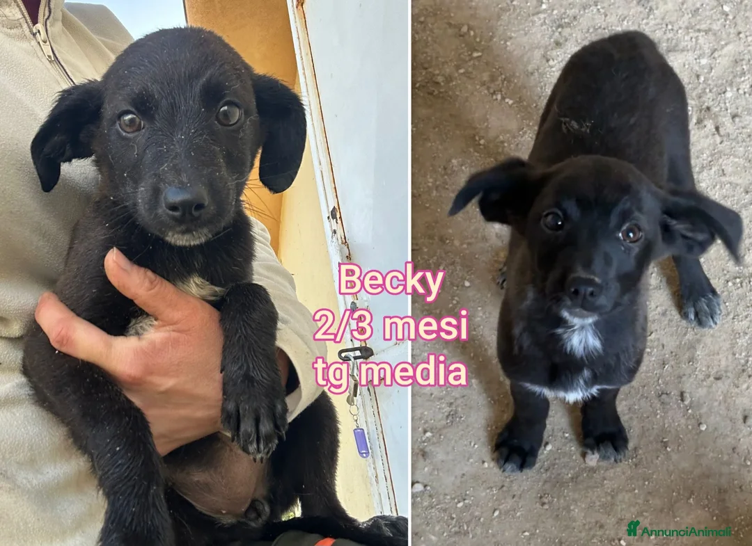 Meticcio cani in regalo: CUCCIOLI ABBANDONATI: EMERGENZA  - Annuncio 8