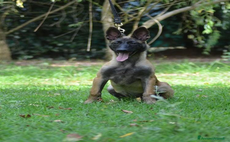 Pastore Belga cani a Metropolitan City of Turin - Annuncio 2