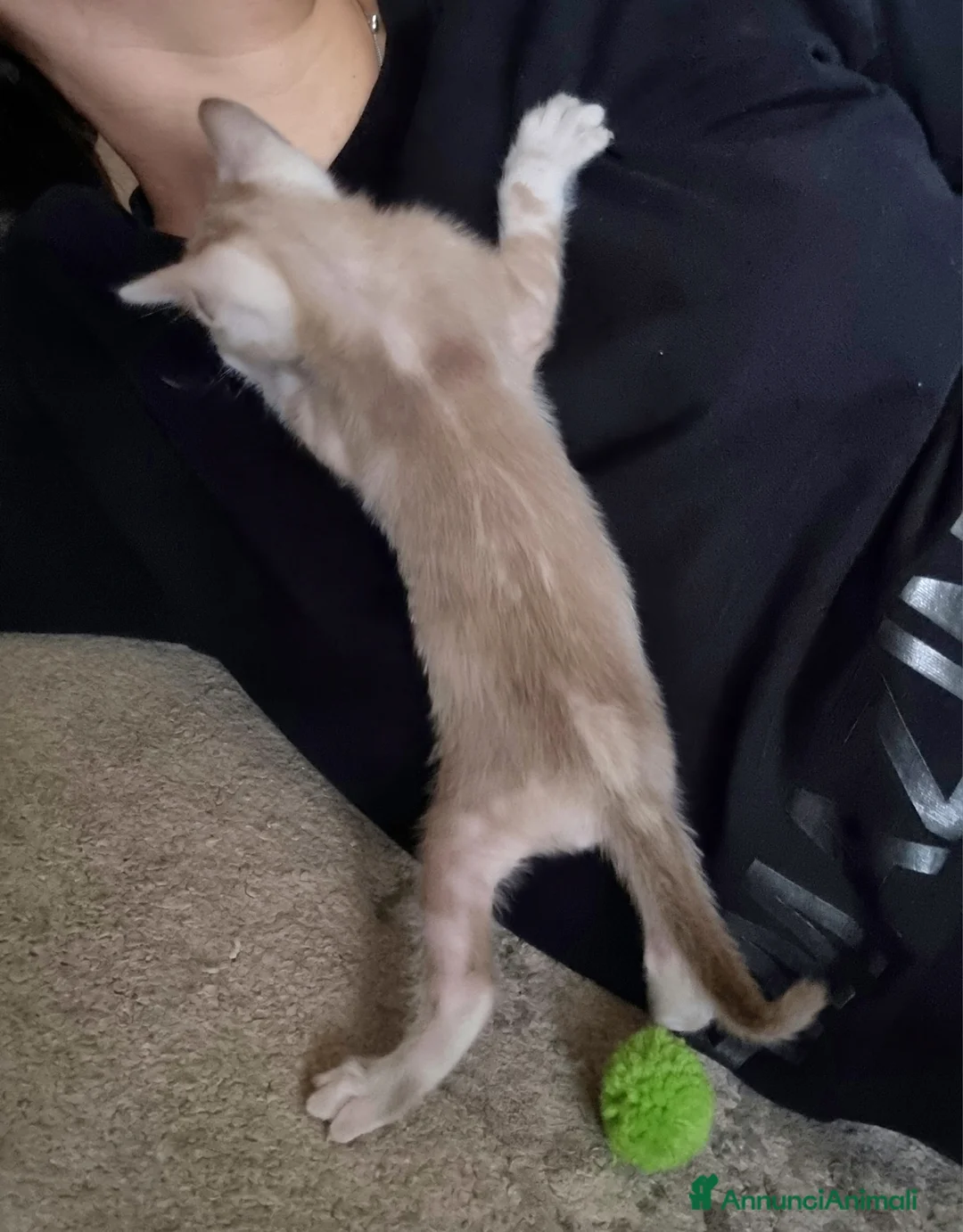 Bengala gatti in vendita: Cucciolo Bengala Snow marble Pedigree  - Annuncio 8