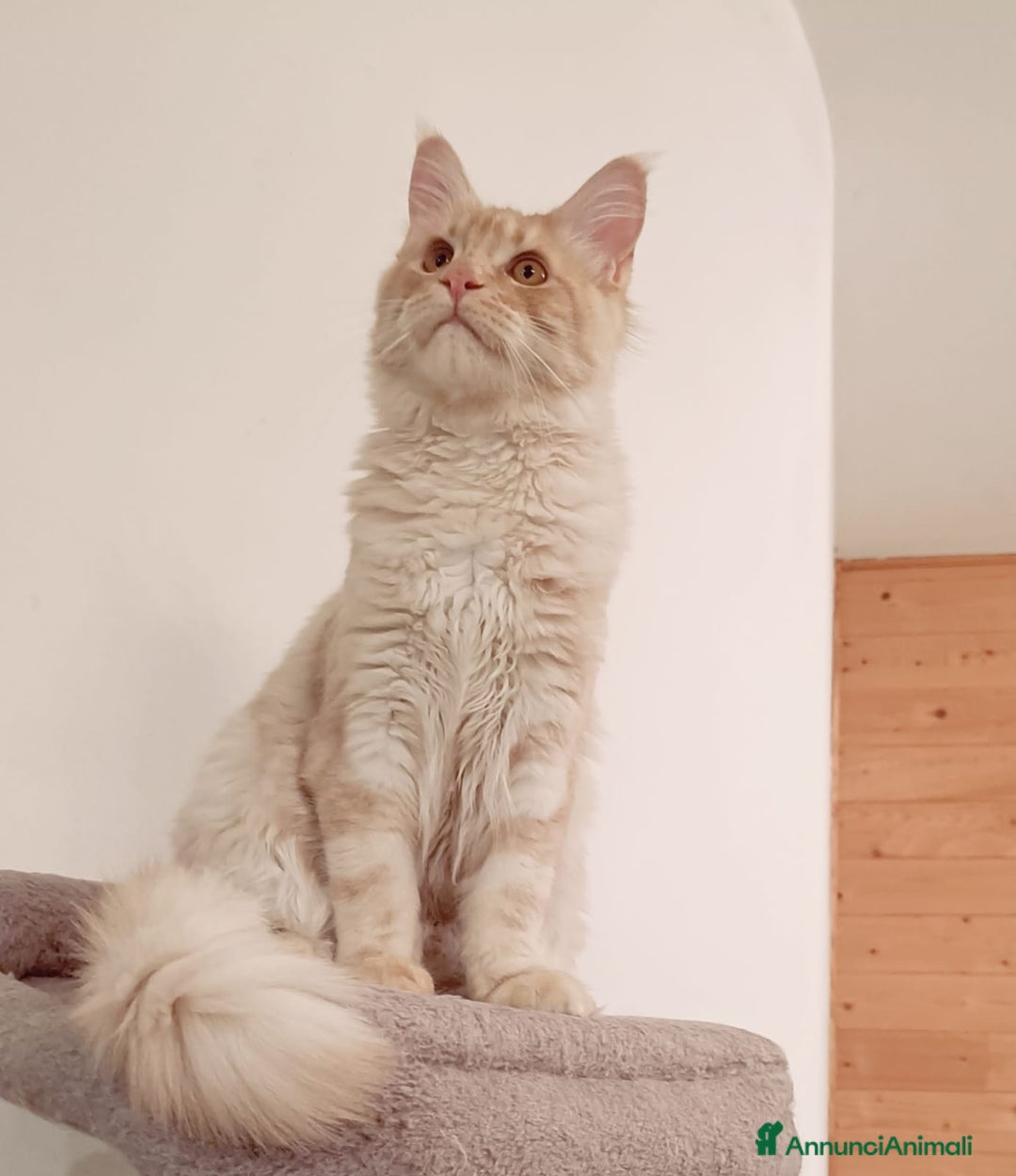 Maine Coon gatti in vendita: Cucciolo Maine Coon pedigree ANFI  - Annuncio 10
