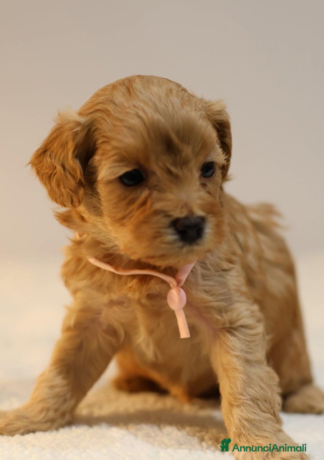 Meticcio cani in vendita: Cuccioli di F1BB Cavapoo Rosso & Crema - Annuncio 19