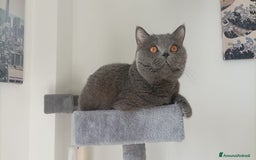 British gatti per accoppiamento: Yiko british shorthair cerca fidanzata  a Città Metropolitana di Milano - Immagine 1