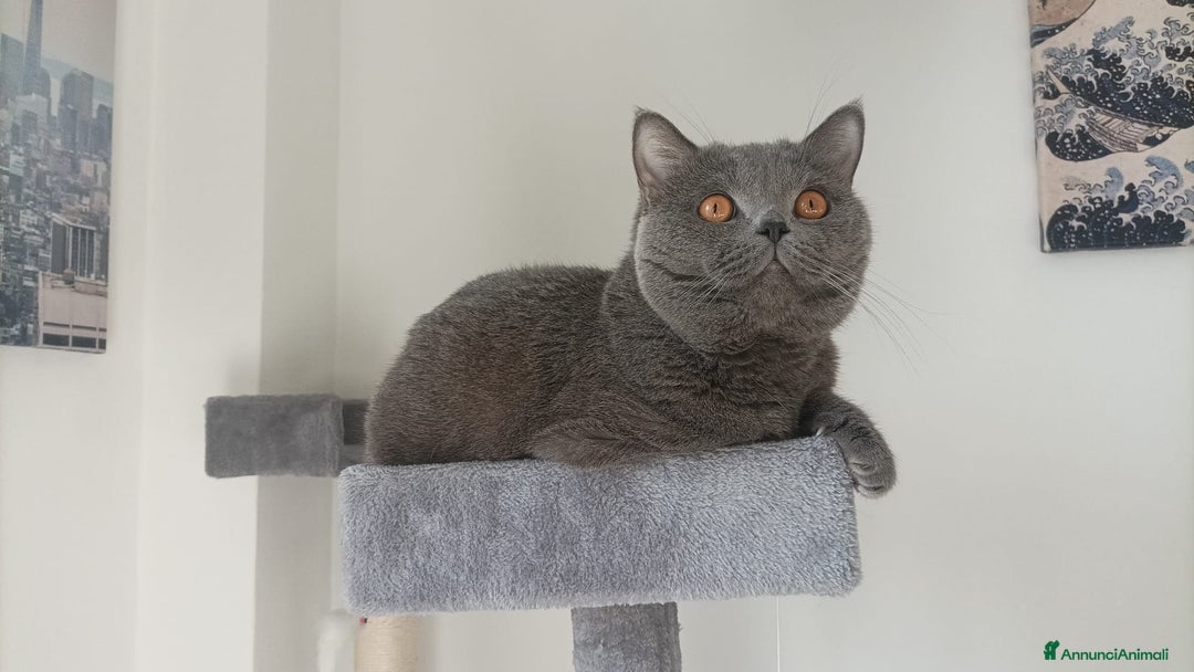 British gatti per accoppiamento: Yiko british shorthair cerca fidanzata  a Città Metropolitana di Milano - Immagine 1