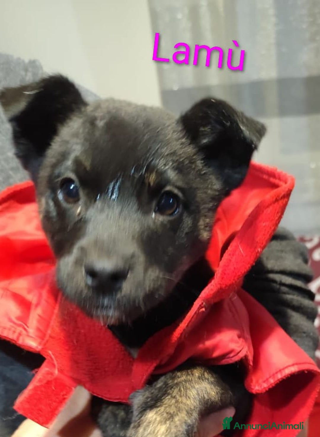 Meticcio cani in regalo: GEORGI CANDY LAMÙ spettacolari cucciole di 3 mesi  - Annuncio 7