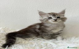 Maine Coon gatti in vendita: Cuccioli Maine coon a Provincia di Cremona - Immagine 4