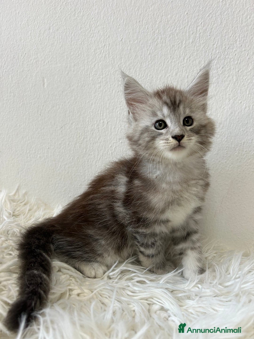 Maine Coon gatti in vendita: Cuccioli Maine coon a Provincia di Cremona - Immagine 4