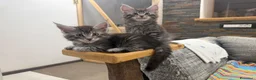 Maine Coon gatti in vendita: Dolcissimi cuccioli  - Annuncio 3