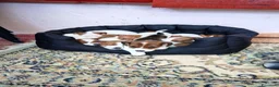 Jack Russell cani in vendita: Jack Russel  a Provincia di Catanzaro - Annuncio 4