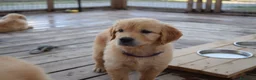 Golden Retriever cani in vendita: Ultimi cuccioli disponibili a Provincia di Monza e della Brianza - Annuncio 3