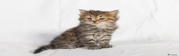 Siberiano gatti in vendita: Cuccioli gatto siberiano disponibili - Annuncio 3