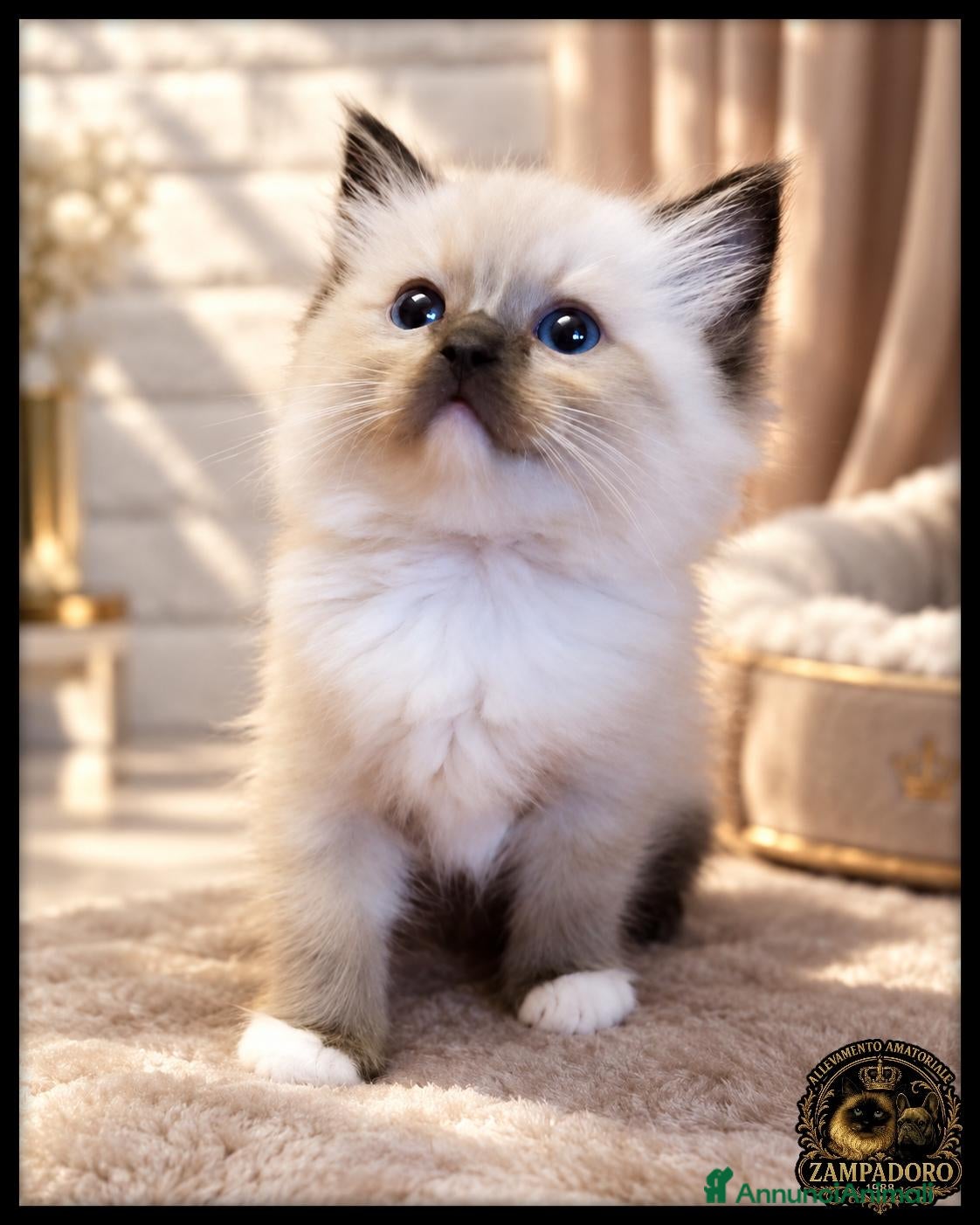 Ragdoll gatti Ragdoll cuccioli con pedegree  - Annuncio 6