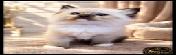 Ragdoll gatti in vendita: Ragdoll cuccioli con pedegree  - Annuncio 1