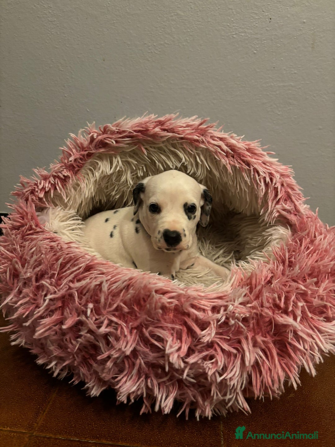 Dalmata cani in vendita: Dalmata cuccioli  - Annuncio 4