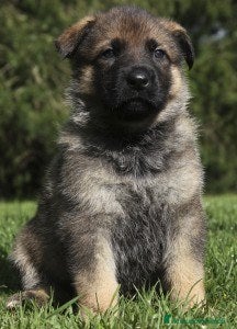 Pastore Tedesco cani Cucciolo maschio grigio. Pastore tedesco - Annuncio 2