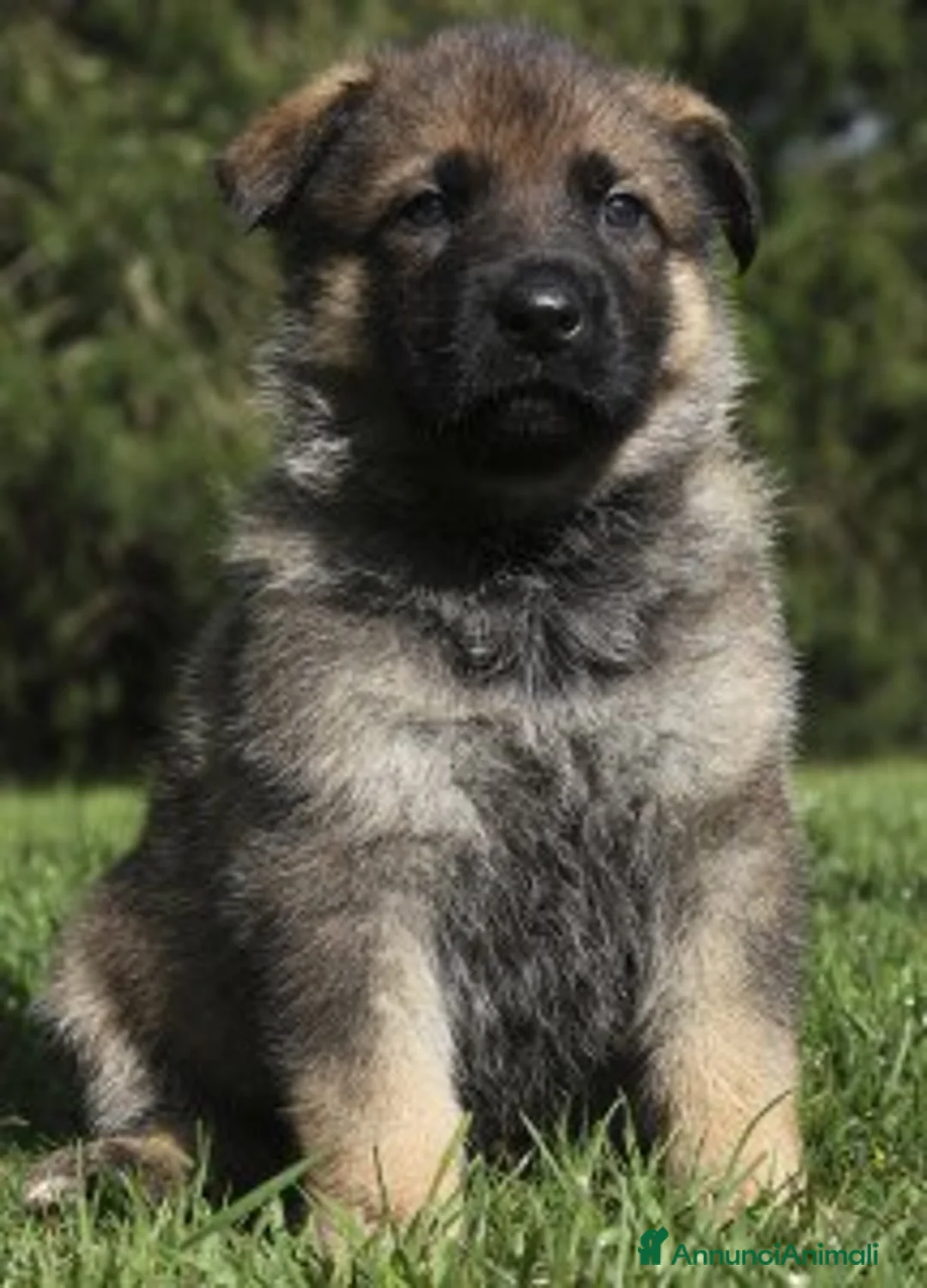 Pastore Tedesco cani in vendita: Cucciolo maschio grigio. Pastore tedesco - Annuncio 2