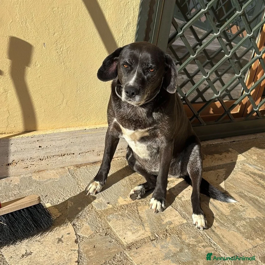 Meticcio cani in regalo: OMBRA dolce e tranquilla in adozione  mix labrador - Annuncio 5