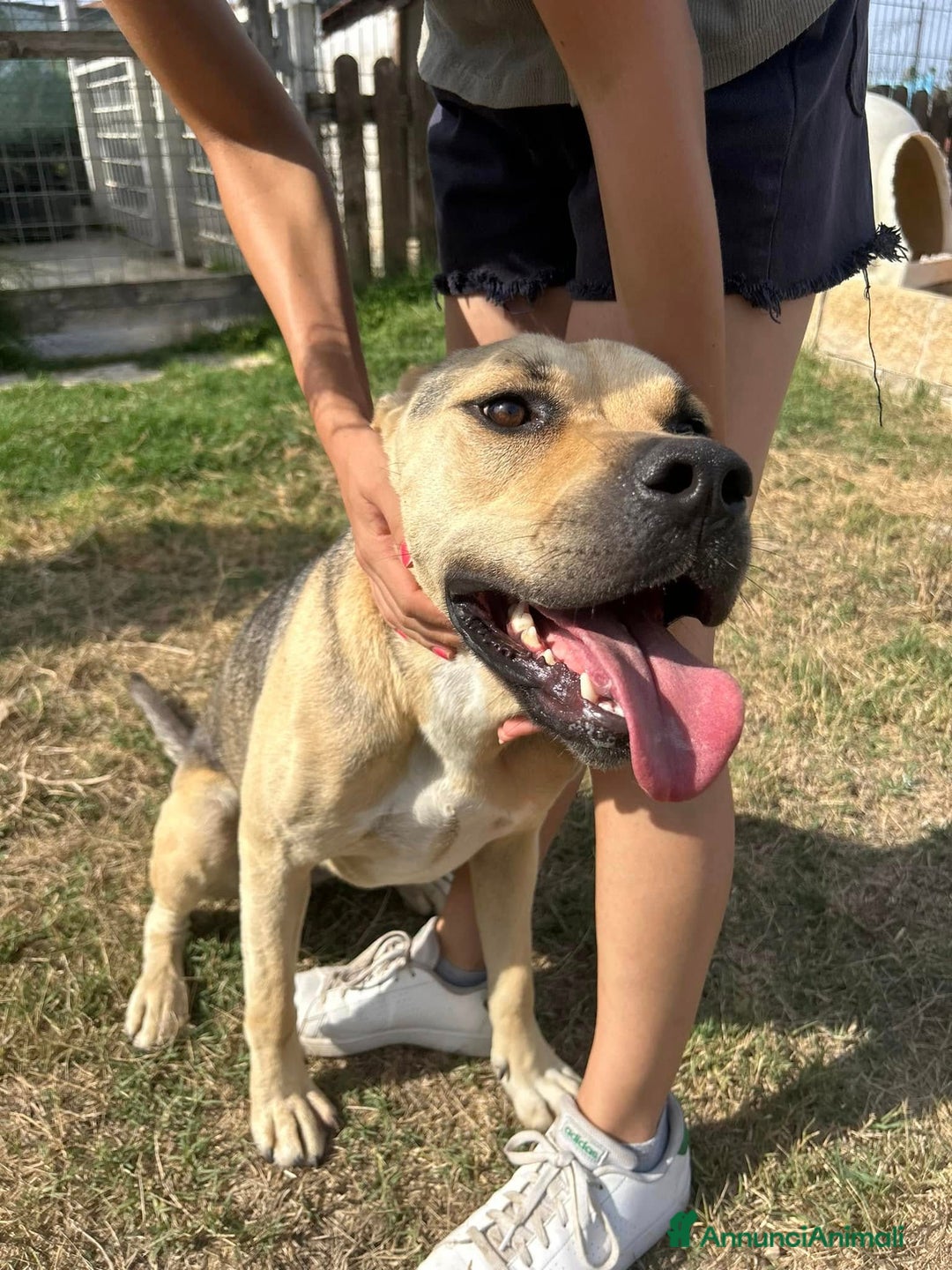 Meticcio cani in regalo: Penelope a Provincia di Latina - Annuncio 4