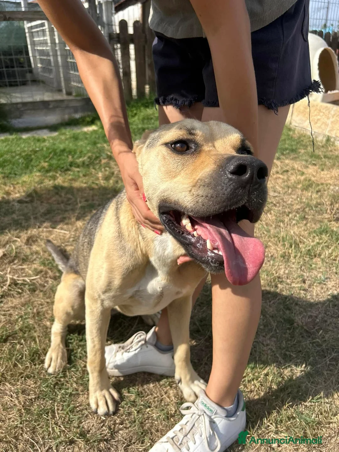 Meticcio cani in regalo: Penelope a Provincia di Latina - Annuncio 4