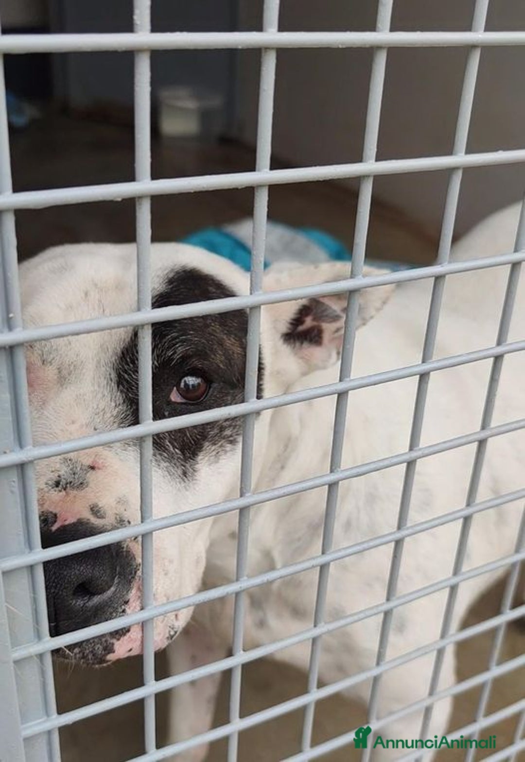 Meticcio cani in regalo: Magda, ci sarà pure qualcuno per te!!! a Città Metropolitana di Bari - Annuncio 9