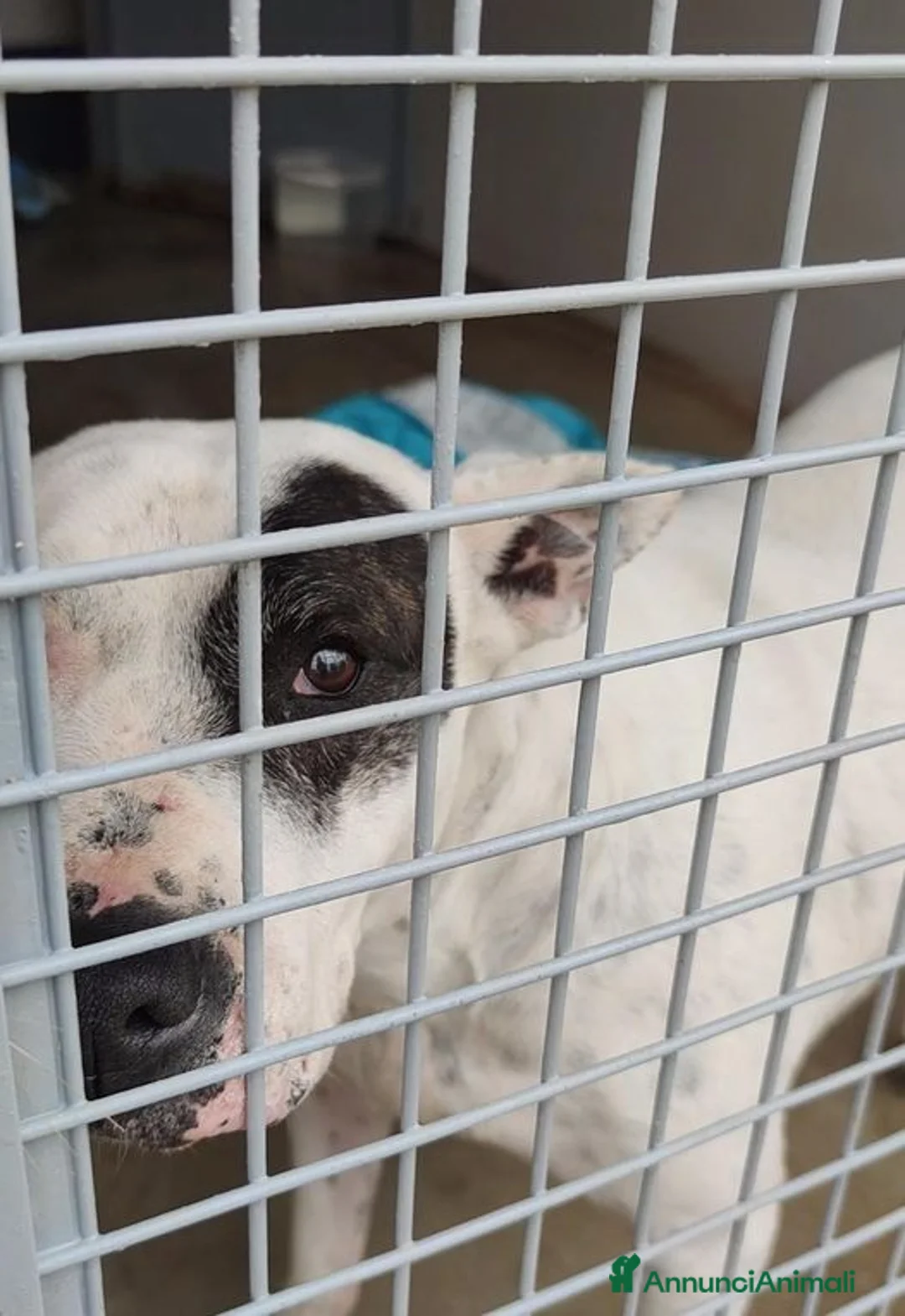 Meticcio cani in regalo: Magda, ci sarà pure qualcuno per te!!! a Città Metropolitana di Bari - Annuncio 9