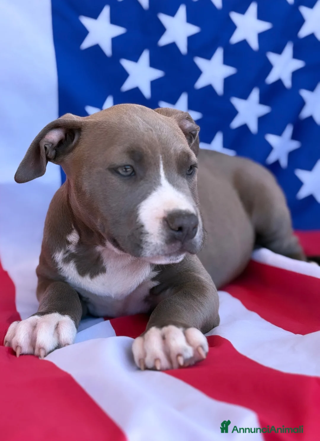 American Staffordshire cani in vendita: Amstaff cuccioli blu - Annuncio 3